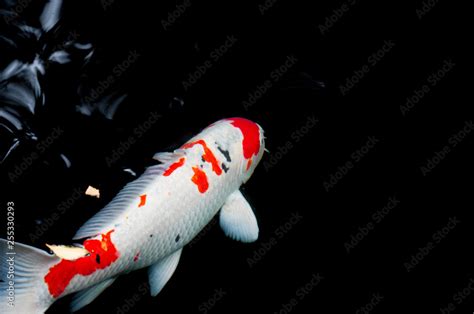 錦鯉魚圖案|6,491 錦鯉魚 Stock Photos, High